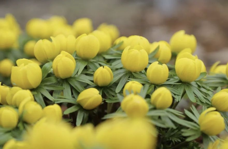 Tuvākajās dienās laika apstākļi kļūs arvien patīkamāki