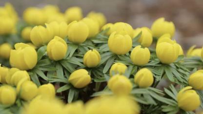 Attēls rakstam: Tuvākajās dienās laika apstākļi kļūs arvien patīkamāki