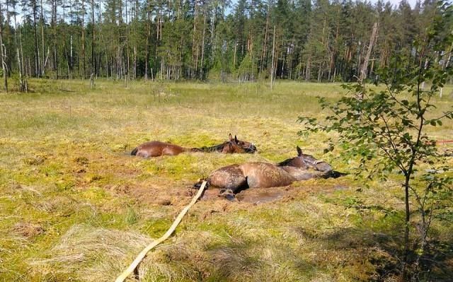Ugunsdzēsēji Inčukalna novadā izglābj divus purvā slīkstošus zirgus