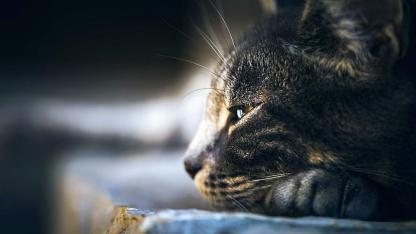 Attēls rakstam: Ugunsgrēkā Garkalnes pagastā izglābti divi kaķi