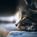 Attēls rakstam: Ugunsgrēkā Garkalnes pagastā izglābti divi kaķi