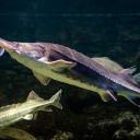 Attēls rakstam: Uz izzušanas robežas: 10 apdraudētākie ūdens dzīvnieki pasaulē, arī Baltijas jūrā