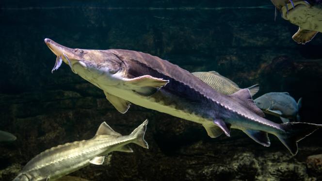 Attēls rakstam: Uz izzušanas robežas: 10 apdraudētākie ūdens dzīvnieki pasaulē, arī Baltijas jūrā