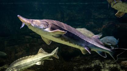 Attēls rakstam: Uz izzušanas robežas: 10 apdraudētākie ūdens dzīvnieki pasaulē, arī Baltijas jūrā