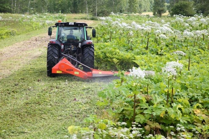 VAAD: Patlaban aptuveni 75 pašvaldībām ir izstrādāti latvāņu ierobežošanas pasākumu plāni