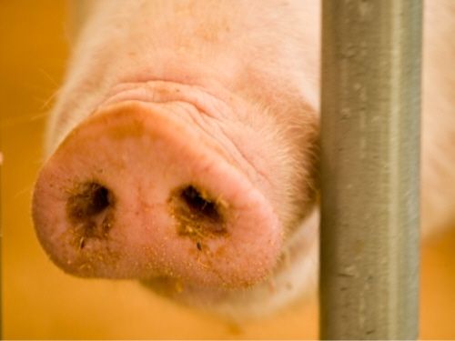 Vai "Baltic pork" fermā Allažmuižā konstatēti pārkāpumi?