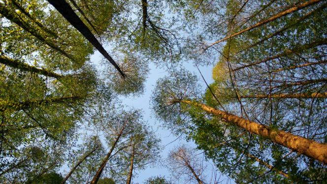 Attēls rakstam: Vai taps jauna atpūtas vieta? Baložu apkaimē labiekārtos meža teritoriju