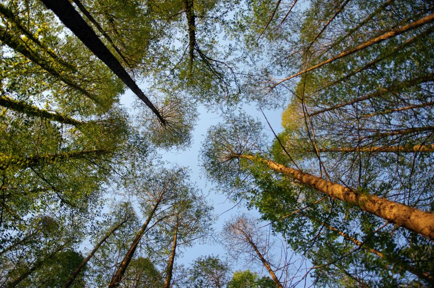 Vai taps jauna atpūtas vieta? Baložu apkaimē labiekārtos meža teritoriju