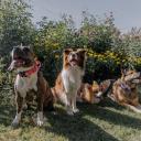 Attēls rakstam: Vai tavs suns ir gatavs Jāņiem? Veterinārārste iesaka neaizmirst šīs lietas