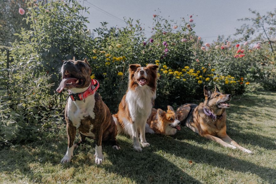 Vai tavs suns ir gatavs Jāņiem? Veterinārārste iesaka neaizmirst šīs lietas