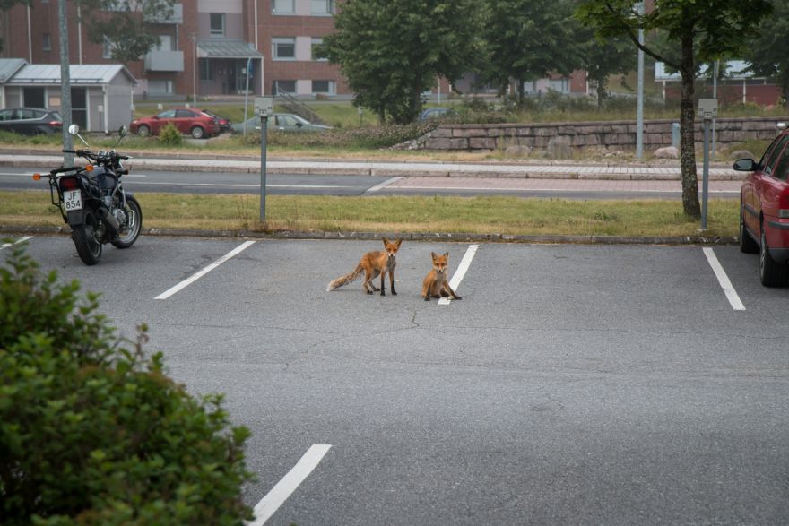 Vai tu zinātu, kā rīkoties, ja pilsētas ielās pēkšņi sastaptu meža dzīvnieku?
