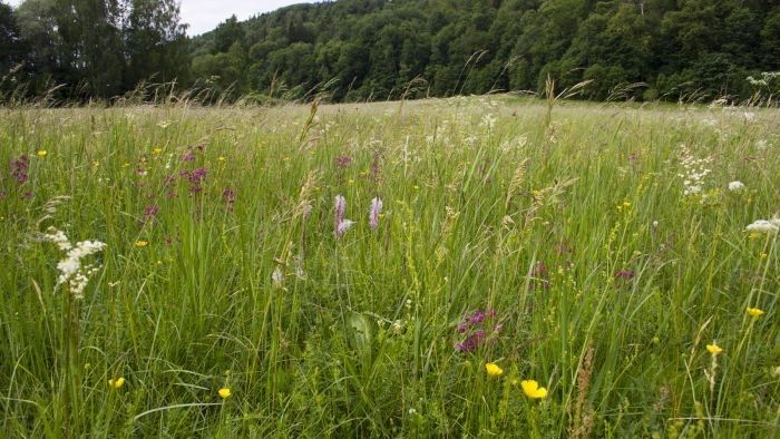 Vairāk nekā 5000 apsekoto īpašumu konstatēti ES nozīmes aizsargājami zālāju biotopi