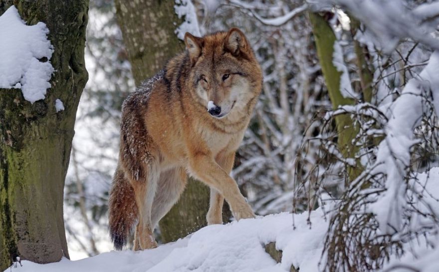 Valsts meža dienests aicina ziņot par vilku klātbūtnes pazīmēm