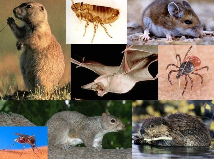 Veiktās tularēmijas ierosinātāja pārbaudes, iespējams, nav pietiekami efektīvas