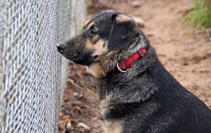 Veterinārārste: Carnikavas gadījumā suņus būtu bijis lietderīgi izņemt uzreiz