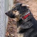Attēls rakstam: Veterinārārste: Carnikavas gadījumā suņus būtu bijis lietderīgi izņemt uzreiz