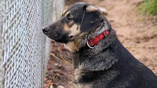 Attēls rakstam: Veterinārārste: Carnikavas gadījumā suņus būtu bijis lietderīgi izņemt uzreiz
