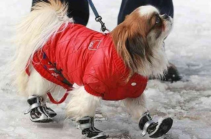 Veterinārārsti nosauc piecus darbus, kurus mīļdzīvnieku īpašniekiem jāpaveic decembrī