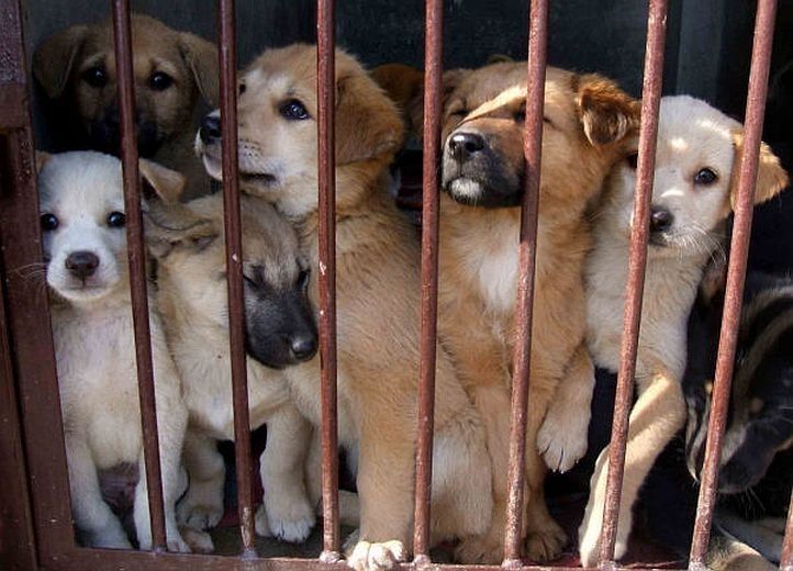 Veterinārārstu biedrība aicina TM palielināt sodus suņu un kaķu negodīgiem tirgotājiem