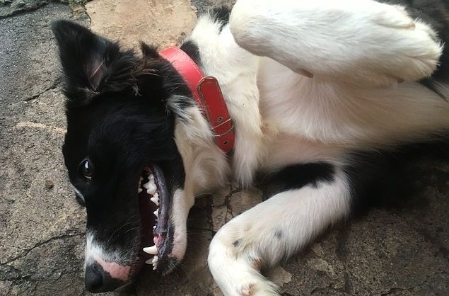 Veterināru biedrība: Valstij un pašvaldībām jāizglīto suņu īpašnieki LDC datu bāzes lietošanā