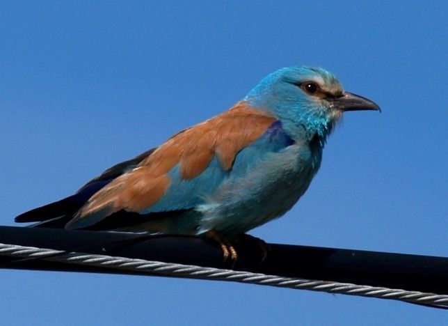 VIDEO: Kā zaļās vārnas Ādažu apkaimē par saviem mazuļiem rūpējas