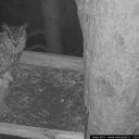 Attēls rakstam: Video: Latvijas Dabas fonda putnu tiešraidēs atgriežas ūpis