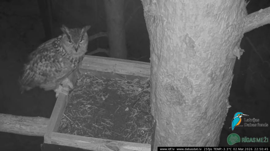 Video: Latvijas Dabas fonda putnu tiešraidēs atgriežas ūpis