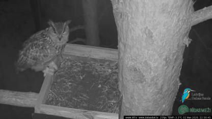 Attēls rakstam: Video: Latvijas Dabas fonda putnu tiešraidēs atgriežas ūpis