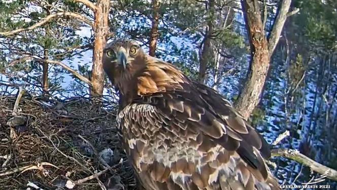 Attēls rakstam: Video: LVM tiešraides ligzdā atgriezušies klinšu ērgļi