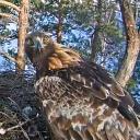 Attēls rakstam: Video: LVM tiešraides ligzdā atgriezušies klinšu ērgļi