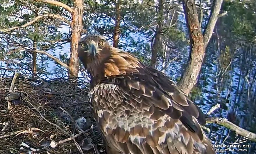 Video: LVM tiešraides ligzdā atgriezušies klinšu ērgļi