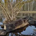 Attēls rakstam: Video: Masveida dzīvnieku bojāeja Ķemeru Nacionālajā parkā