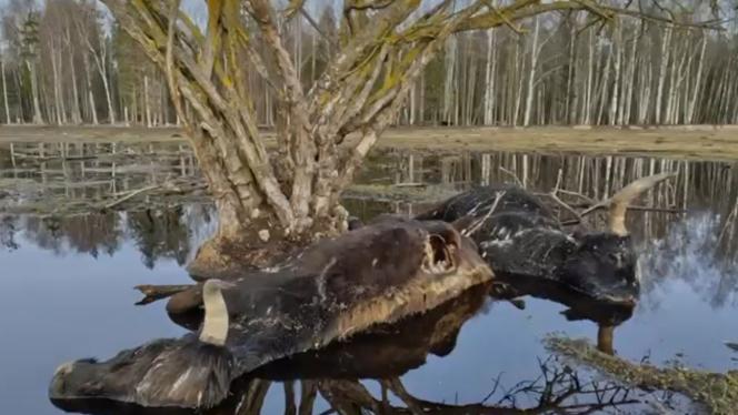 Attēls rakstam: Video: Masveida dzīvnieku bojāeja Ķemeru Nacionālajā parkā