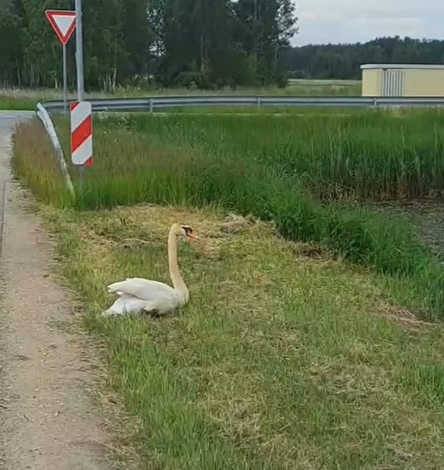 VIDEO: Tikai atpūtās... Ceļa malā sēdošs gulbis satrauc Ādažu iedzīvotājus