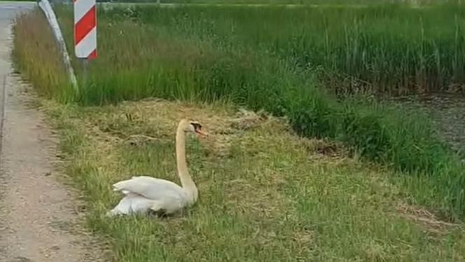 Attēls rakstam: VIDEO: Tikai atpūtās... Ceļa malā sēdošs gulbis satrauc Ādažu iedzīvotājus