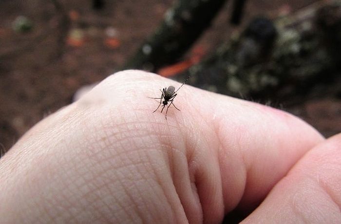 Vienkārši padomi cīniņam ar uzmācīgajiem insektiem