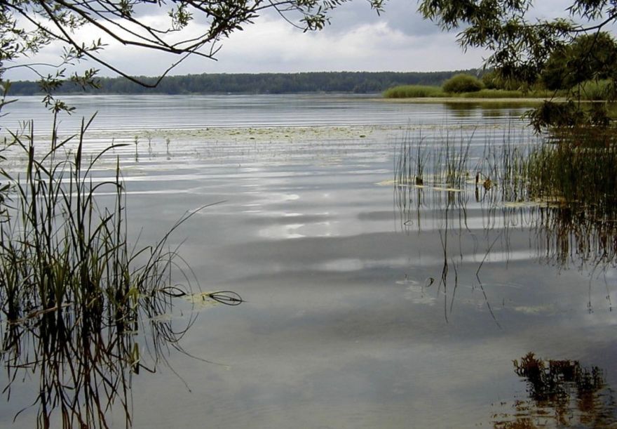 “Viņš būtu noslīcis!" Pierīgas ezerā sunim par mata tiesu izdodas izglābties