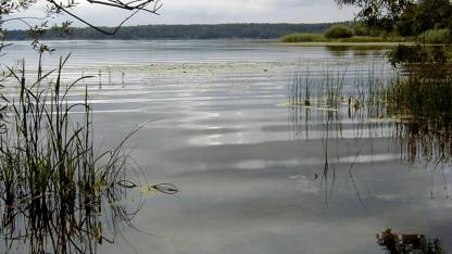 Attēls rakstam: “Viņš būtu noslīcis!" Pierīgas ezerā sunim par mata tiesu izdodas izglābties