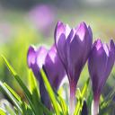 Attēls rakstam: Visās novērojumu stacijās pārspēts 14.marta siltuma rekords