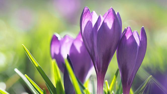 Attēls rakstam: Visās novērojumu stacijās pārspēts 14.marta siltuma rekords