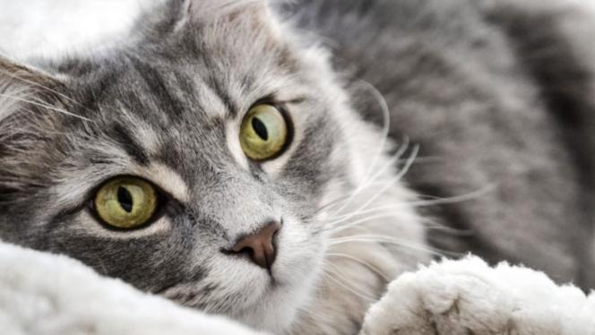 Attēls rakstam: Visiem suņiem un kaķiem būs jābūt apzīmētiem ar mikroshēmu