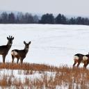 Attēls rakstam: VMD: Laikapstākļi apgrūtina stirnu pārvietošanos un barošanos