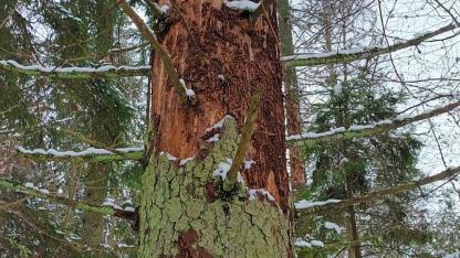 Attēls rakstam: VMD: Mežā samazinās kaitēkļu bojātās platības; galvenais bojājumu cēlonis – egļu astoņzobu mizgrauzis