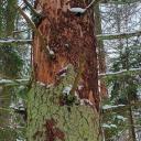 Attēls rakstam: VMD: Mežā samazinās kaitēkļu bojātās platības; galvenais bojājumu cēlonis – egļu astoņzobu mizgrauzis