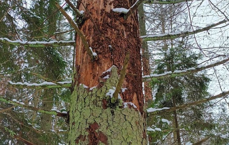 VMD: Mežā samazinās kaitēkļu bojātās platības; galvenais bojājumu cēlonis – egļu astoņzobu mizgrauzis