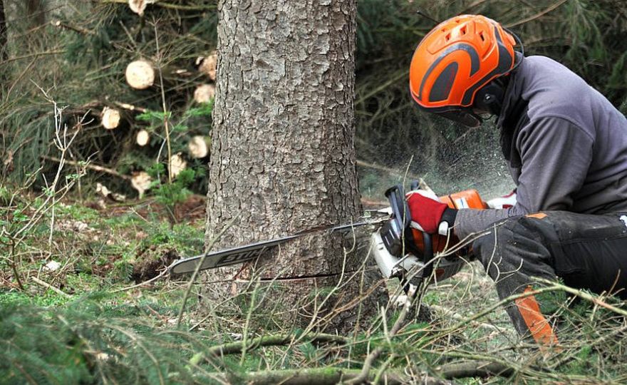 Zeltiņu ielā Mārupē rūc zāģi: sākta koku zāģēšana ielas sarkanajā koridorā