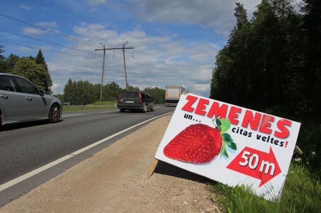 Zemeņu kaujas Tīnūžos: ogas, lielceļš un pļaukas