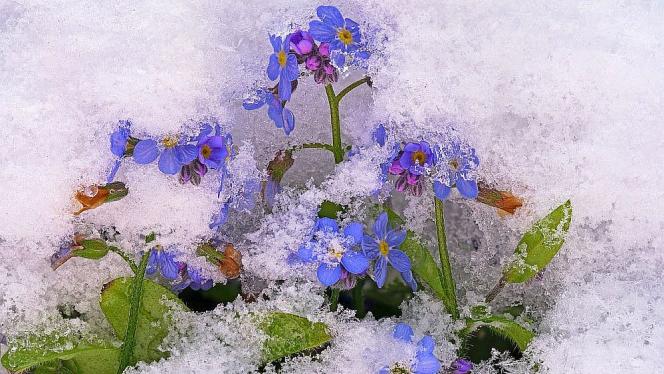 Attēls rakstam: Ziema atgriežas? No 23. aprīļa brīžiem gaidāms lietus un sniegs