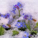 Attēls rakstam: Ziema atgriežas? No 23. aprīļa brīžiem gaidāms lietus un sniegs