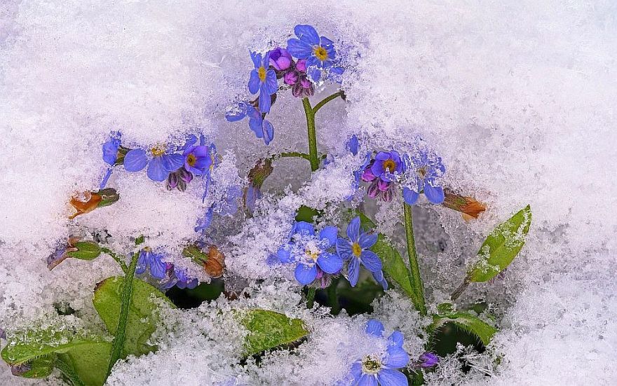 Ziema atgriežas? No 23. aprīļa brīžiem gaidāms lietus un sniegs